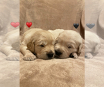 Small Photo #11 Golden Retriever Puppy For Sale in ANAHEIM, CA, USA