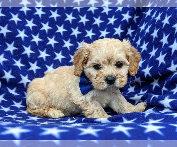 Medium Photo #6 Cavachon Puppy For Sale in AIRVILLE, PA, USA