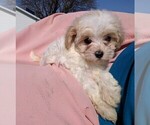 Small Photo #6 Maltipoo Puppy For Sale in FREDERICKSBURG, OH, USA