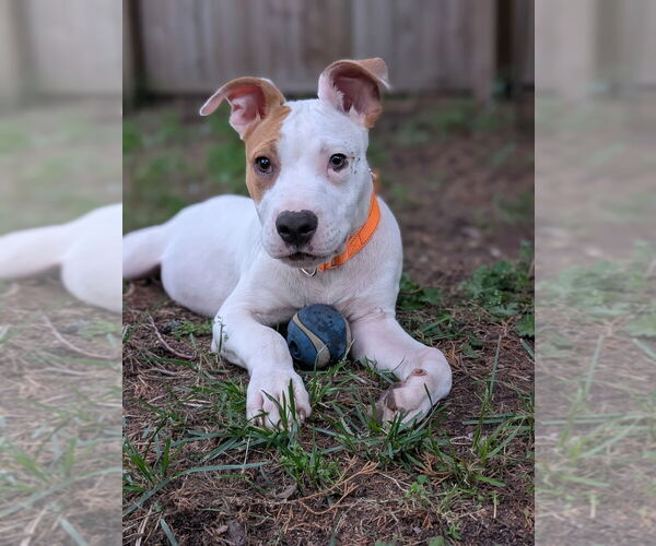 Medium Photo #5 Mutt Puppy For Sale in Wenonah, NJ, USA