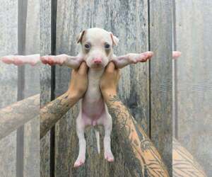 American Pit Bull Terrier-American Staffordshire Terrier Mix Dogs for adoption in Frankenmuth, MI, USA