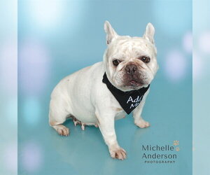French Bulldog Dogs for adoption in Corona, CA, USA