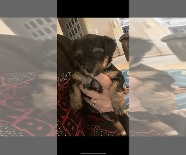 Medium Photo #2 YorkiePoo Puppy For Sale in MURFREESBORO, TN, USA