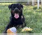 Small Photo #3 Rottweiler Puppy For Sale in Mooresville, NC, USA