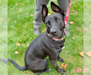 Mama - Female German Shepherd Dog-Unknown Mix Dog for Adoption - Photo #2