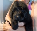 Small Photo #4 Bouvier Des Flandres-Poodle (Standard) Mix Puppy For Sale in LAKELAND, FL, USA