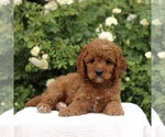Small #2 Cavapoo