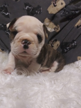 Medium Photo #1 Bulldog Puppy For Sale in BOSTON, MA, USA