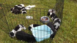 Australian Shepherd-Blue Petite Mix Puppy for sale in VERSAILLES, OH, USA