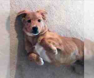 Border Collie-Golden Retriever Mix Dogs for adoption in SAN ANTONIO, TX, USA