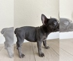 Small #3 French Bulldog