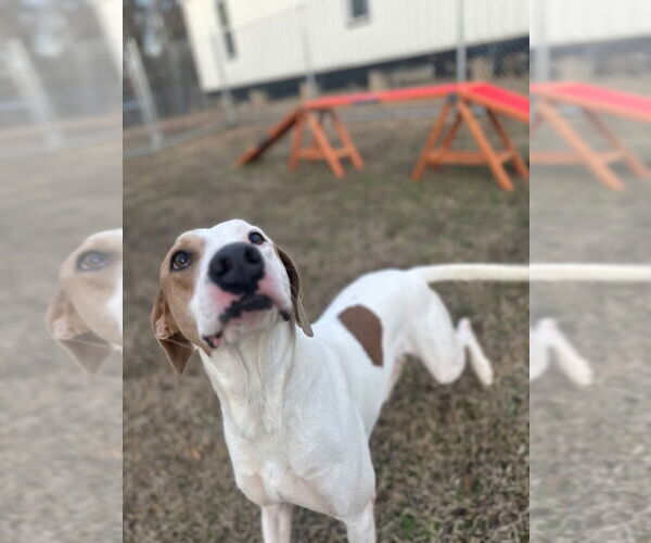 Medium Photo #8 Pointer-Unknown Mix Puppy For Sale in Rockaway, NJ, USA