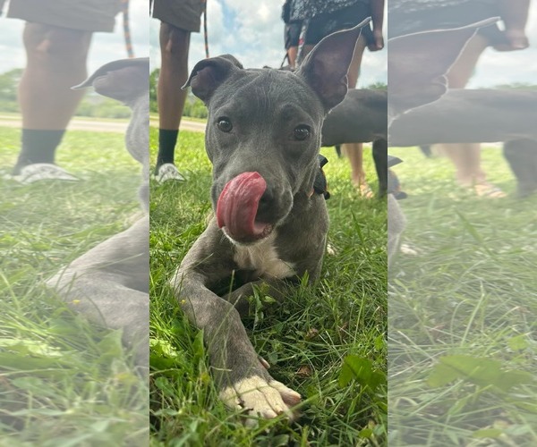 Medium Photo #2 American Pit Bull Terrier-Unknown Mix Puppy For Sale in Germantown, OH, USA