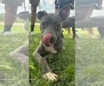 Small #1 American Pit Bull Terrier Mix