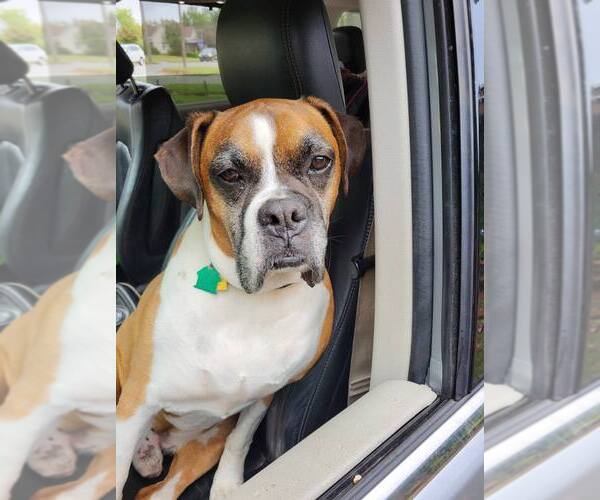 Medium Photo #2 Boxer Puppy For Sale in Burnsville, MN, USA