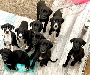 Great Dane-Labrador Retriever Mix Puppy for sale in WINDSOR, CO, USA