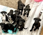 Small Great Dane-Labrador Retriever Mix