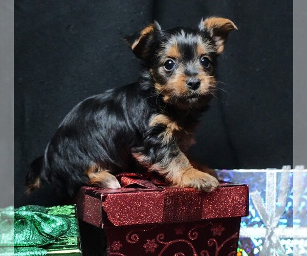 Medium Photo #1 Yorkshire Terrier Puppy For Sale in ROCK VALLEY, IA, USA