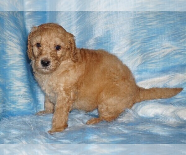 Medium Photo #4 Labradoodle Puppy For Sale in LA HABRA, CA, USA