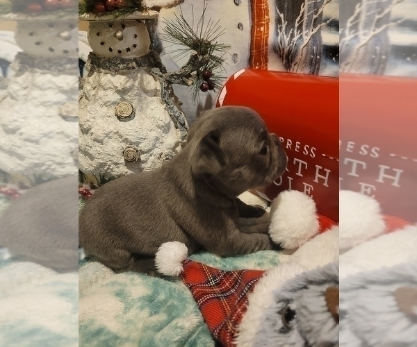 Medium Photo #8 French Bulldog Puppy For Sale in SAINT MATTHEWS, SC, USA