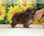 Spirit - Male Poodle (Toy) Puppy for Sale - Photo #20