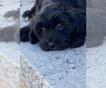 Small #3 Lhasa-Poo