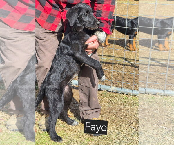 Medium Photo #3 Catahoula Leopard Dog-Unknown Mix Puppy For Sale in Rutledge, TN, USA