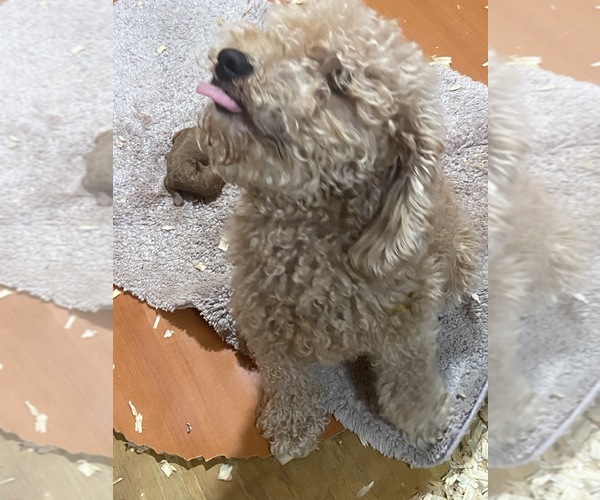 Medium Photo #8 Goldendoodle (Miniature) Puppy For Sale in ALBEMARLE, NC, USA