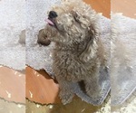 Litter of 2 - Male(s) and Female(s) Goldendoodle (Miniature)Litter of Puppies for Sale - Photo #8