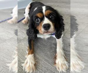 Cavalier King Charles Spaniel Dogs for adoption in Westminster, MD, USA