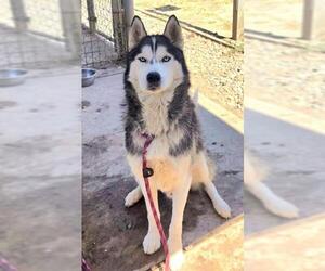 Siberian Husky Dogs for adoption in Sacramento, CA, USA