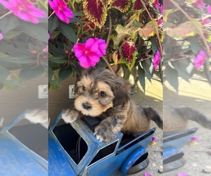 Havanese Puppy for sale in LIVONIA, MI, USA