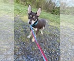 Small #8 Australian Kelpie-Siberian Husky Mix