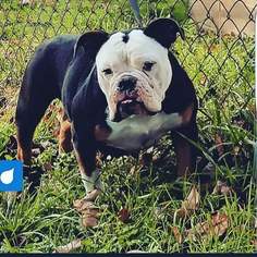 Mother of the Olde English Bulldogge puppies born on 04/22/2018