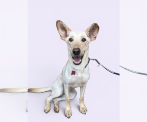 Labrador Retriever-Unknown Mix Dogs for adoption in Rockville, MD, USA