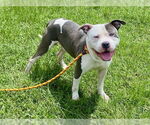 Small #1 American Pit Bull Terrier Mix