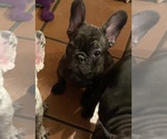 Puppy 1 French Bulldog