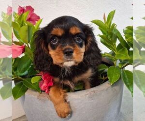 Cavalier King Charles Spaniel Puppy for sale in PARKESBURG, PA, USA