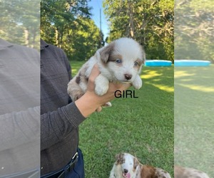 Border-Aussie Puppy for sale in CONCORD, VA, USA