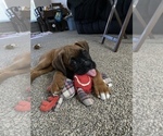 Small Photo #32 Boxer Puppy For Sale in COWETA, OK, USA