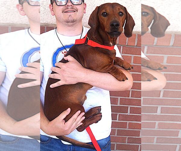 Medium Photo #1 Dachshund Puppy For Sale in Carrollton, TX, USA