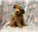 Small Photo #11 Aussiedoodle Puppy For Sale in LAKELAND, FL, USA