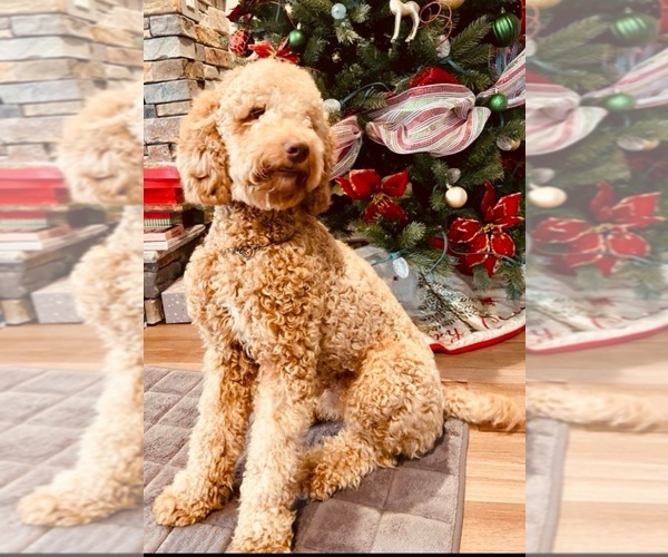 Medium Photo #1 Poodle (Standard) Puppy For Sale in AIKEN, SC, USA
