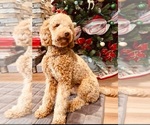 Small Photo #1 Poodle (Standard) Puppy For Sale in AIKEN, SC, USA
