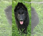 Small #8 German Shepherd Dog