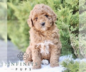 Goldendoodle (Miniature) Puppy for sale in KINZERS, PA, USA