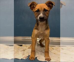 Mutt Dogs for adoption in Conroe, TX, USA