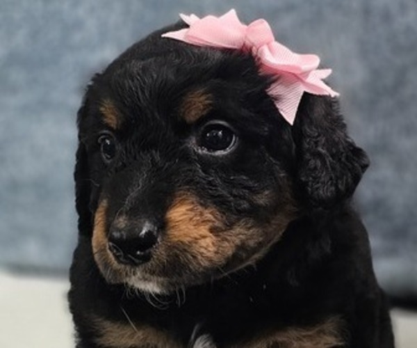 Medium Photo #1 Aussiedoodle Miniature  Puppy For Sale in DALTON, GA, USA