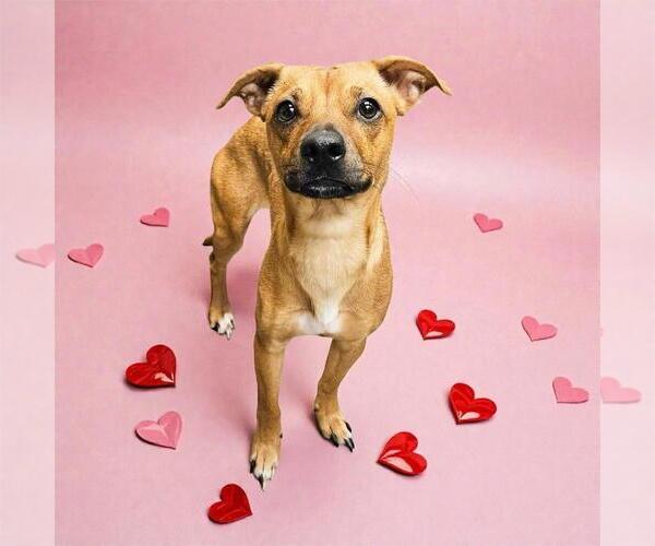 Medium Photo #1 Mutt Puppy For Sale in Bellingham, WA, USA