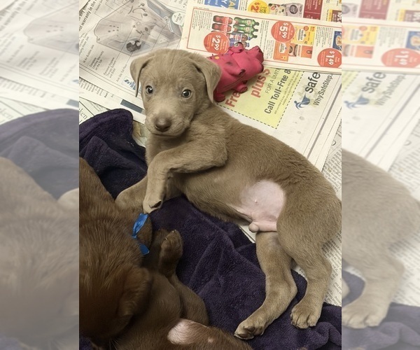 Medium Photo #7 Labrador Retriever Puppy For Sale in SIMI VALLEY, CA, USA